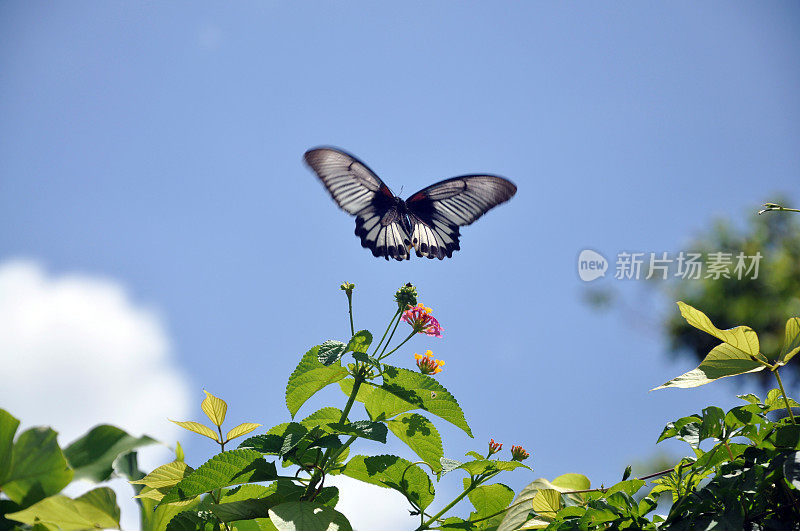 蝴蝶门农/大摩门蝴蝶飞向天空